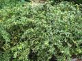 Chenault Barberry